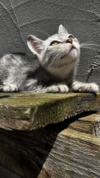 Котик красивого окрасу