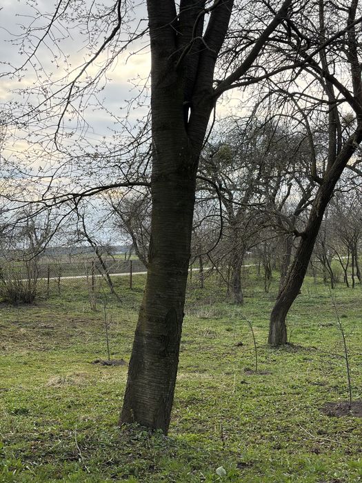 Продам черешні на дошку дрова