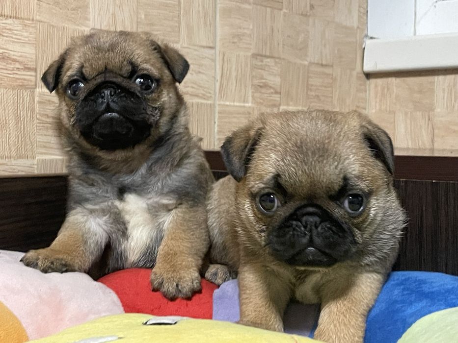 Мопс цуценята абрикосового рідкісного окрасу і бежеві. КСУ