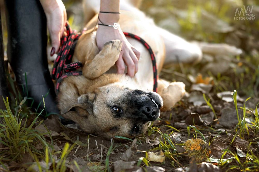 Grzeczny kochany BAXTER, dowieziemy do nowego domu