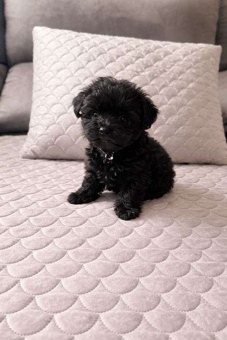 Mini Yorkpoo maravilhoso