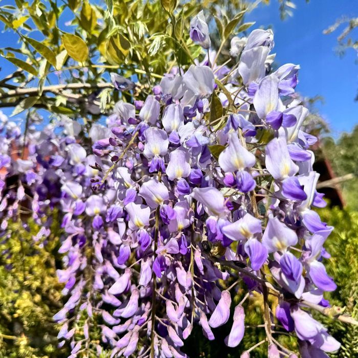 Glicynia kwiecista 'Ludwik Lawin' (Wisteria floribunda) Ludwig 2L