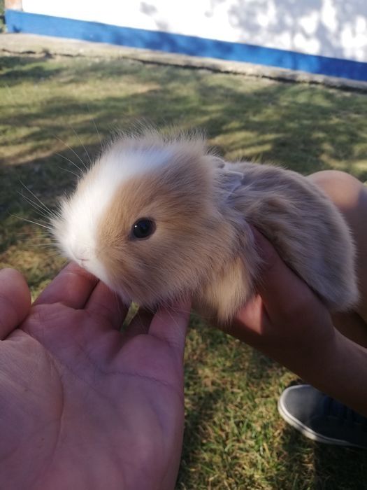 Декоративні кролики