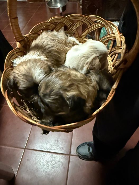 Цуценята пекінеса