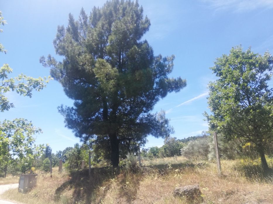 Terreno a 15min da Guarda