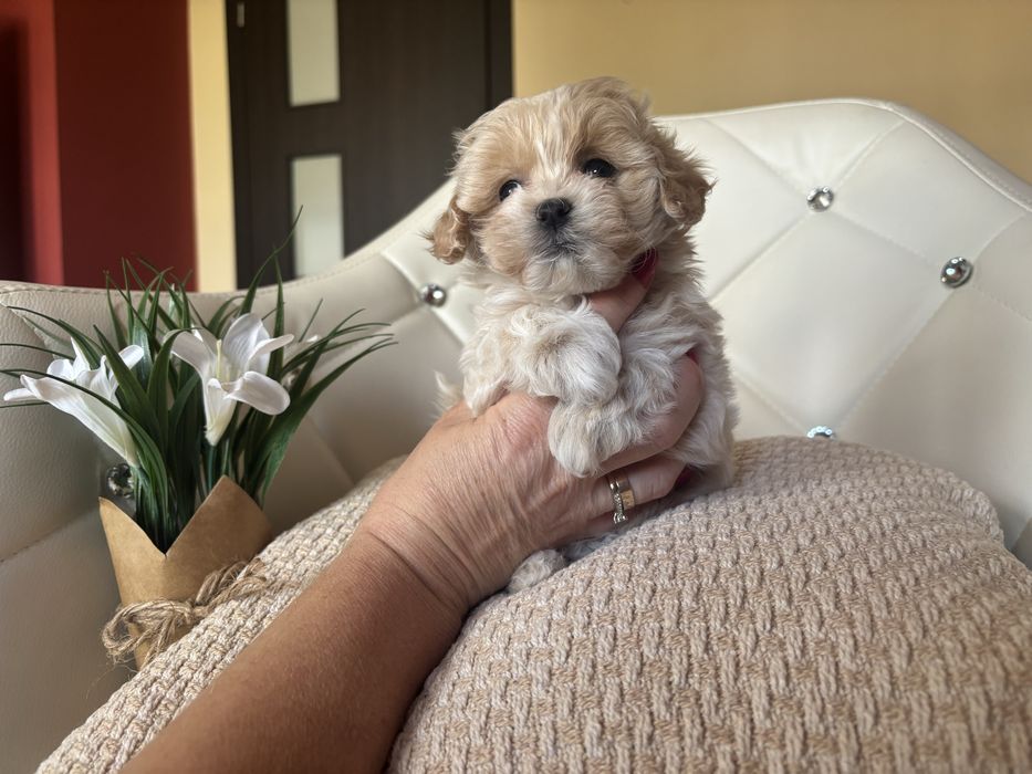 Piesek maltipoo f1