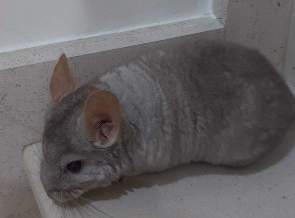 animais acessórios