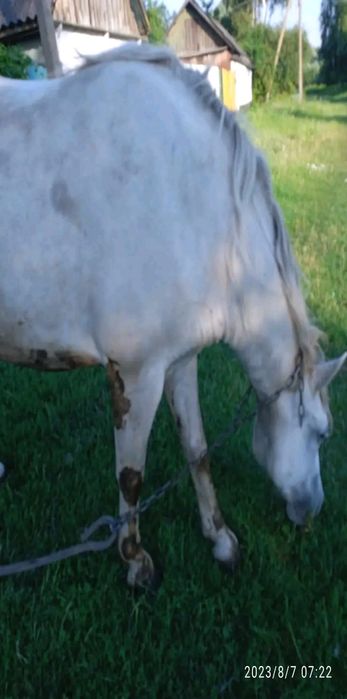 Лошиця вік 4 роки спокійна