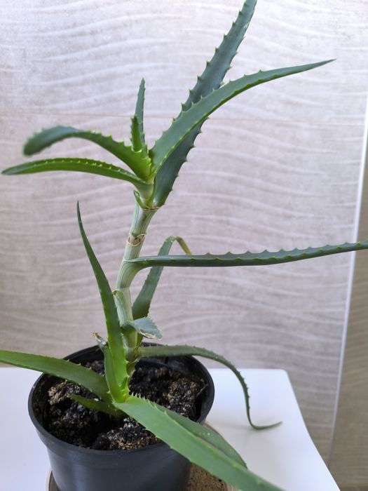 Aloes . Oddam za darmo.