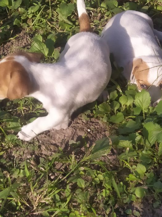 Джек Рассел тер'єр