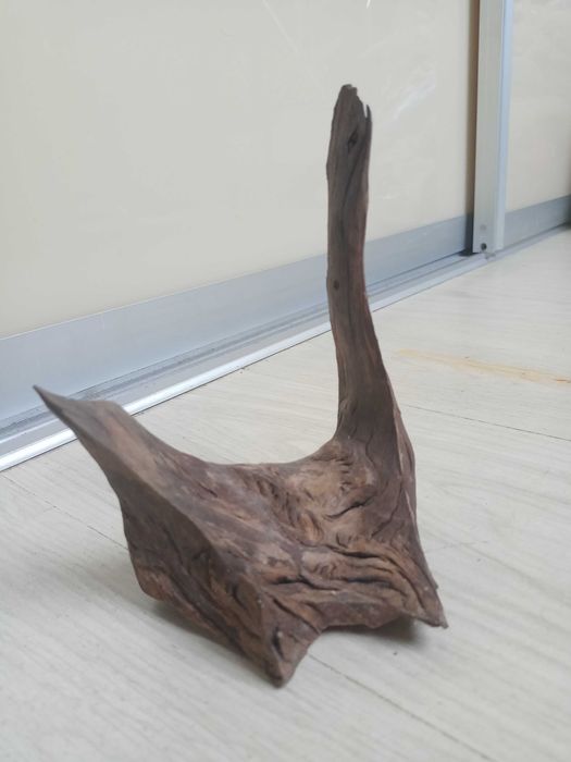 Korzeń mangranowca do akwarium