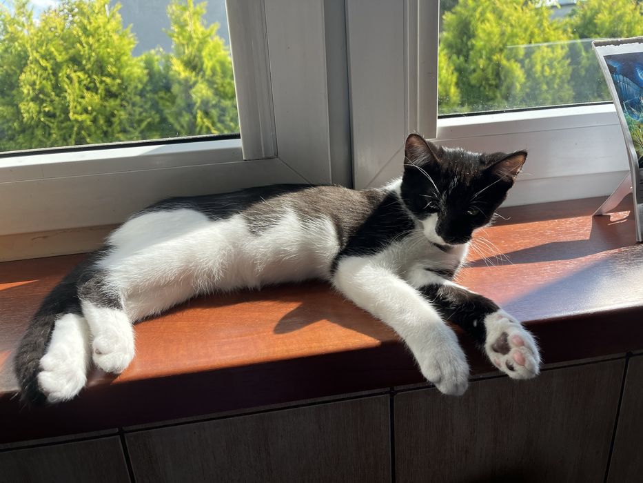 debica odrobaczone kocurki do adopcji