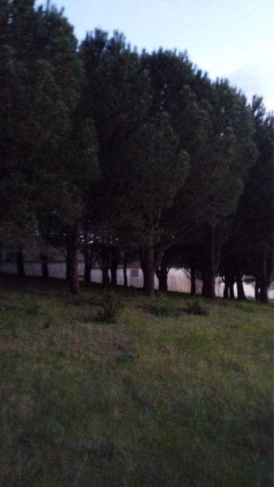 Vende-se Pinheiros adultos