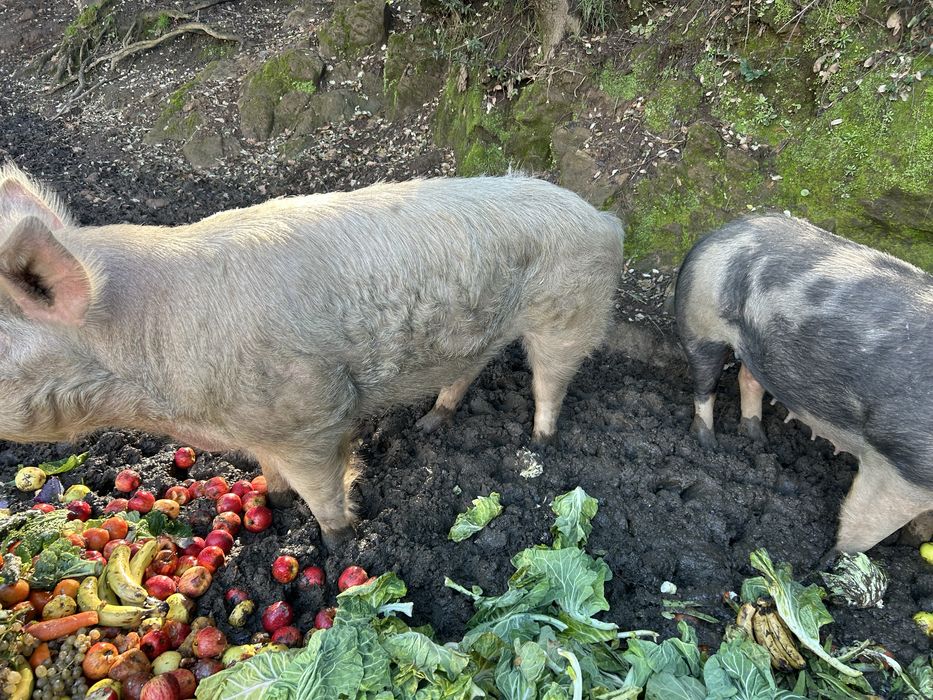 Vendo porcos para abate