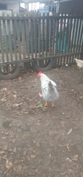 Продам молодого петуха породы Даминант