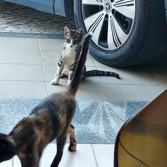 Gatinho bebé para adoptar - trigrado