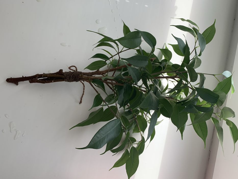Паростки фікуса Бенджаміна