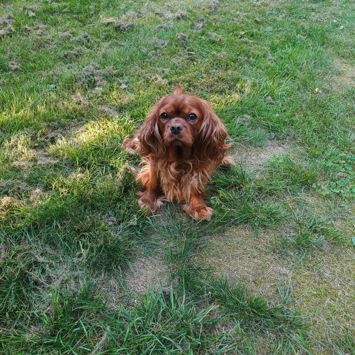 Suczka cavalier King Charles spaniel dorosła ZA DARMO