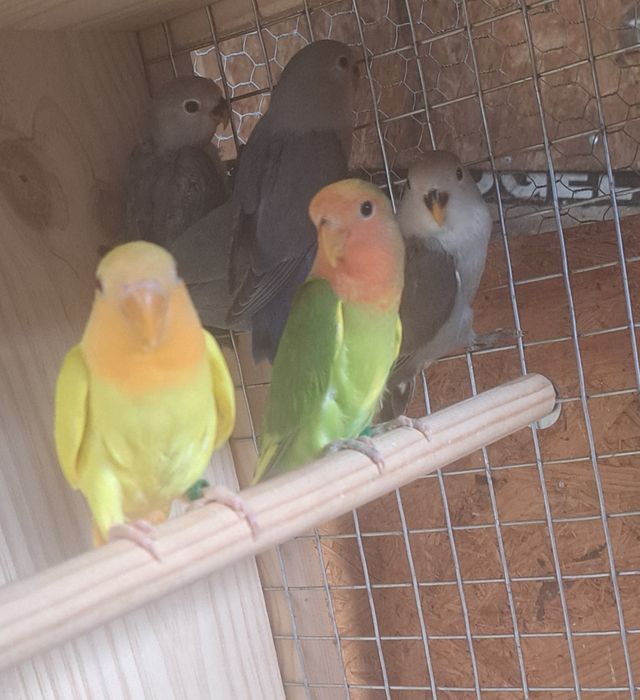 Caturras, agapornis e periquitos
