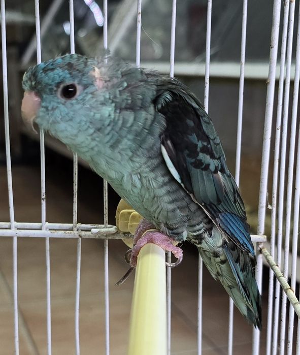 Catarinas azuis lindas