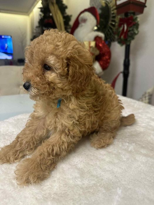 Cudowny chlopiec Pudel miniatura