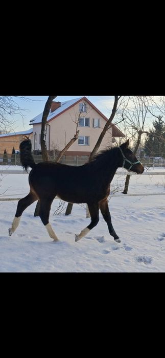 Źrebica śląska malowana