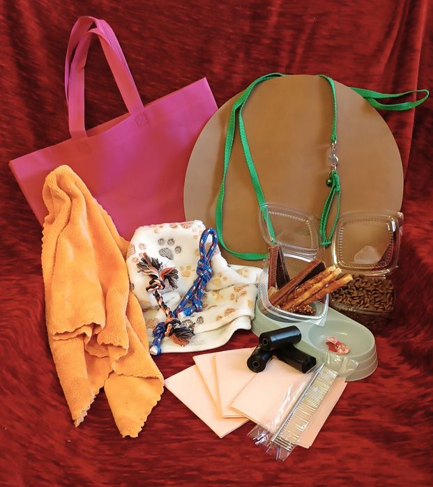 MALTAŃCZYK piesek - maleńki (XS)