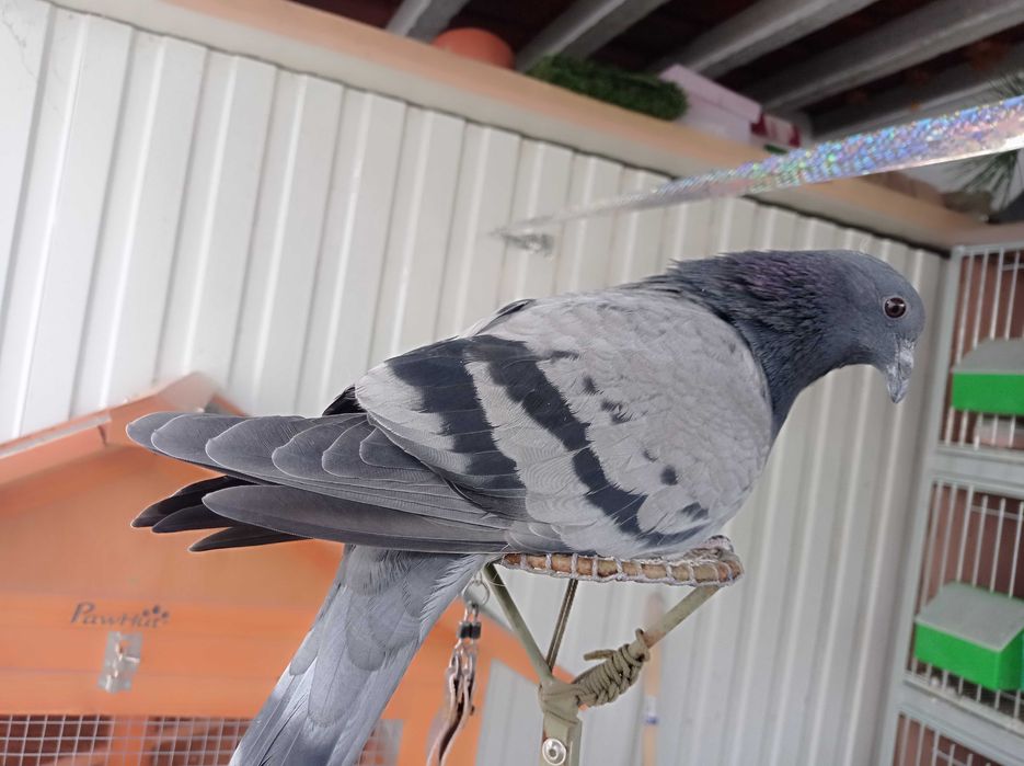 Pombos picas  para voo livre