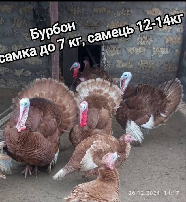 Інкубаційне яйце індиків породи БУРБОН .