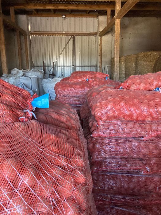 Ziemniaki Bellarose jak  sadzeniaki