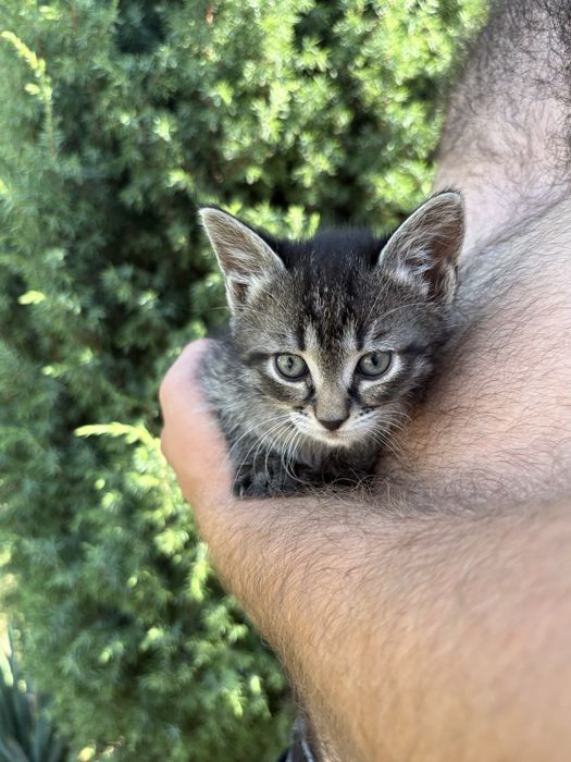 Кошенята, 2 місяці
