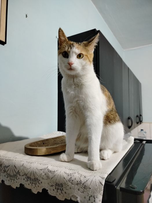 Kicia, wysterylizowana