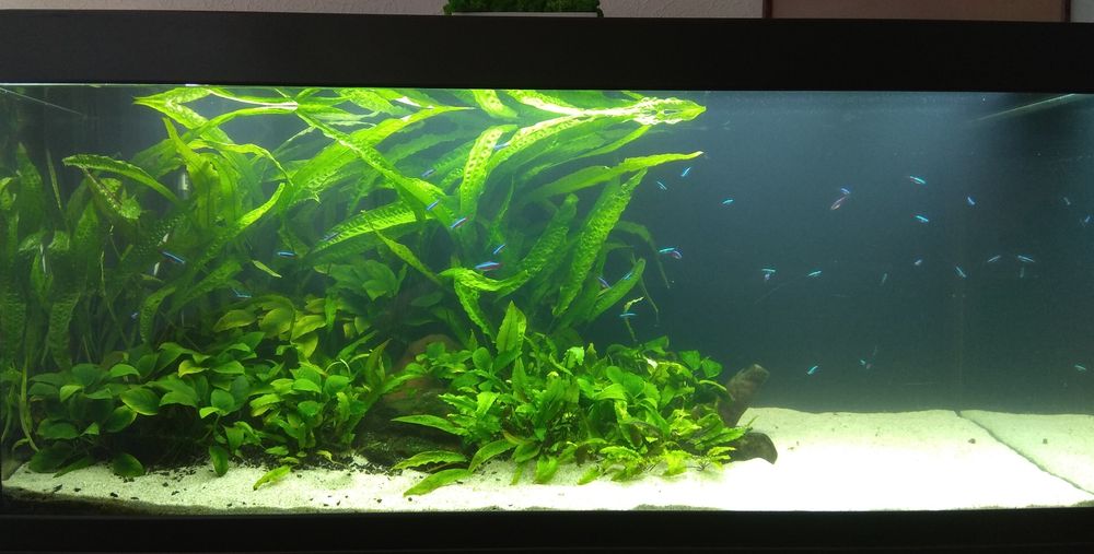 Обслуживание аквариумов.Услуги аквариумиста.