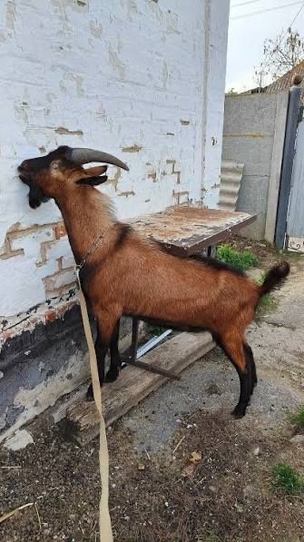 Продаж дорослих козлів альпійської породи