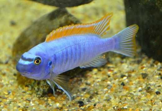 Labeotropheus Trewavasae Thumbi West