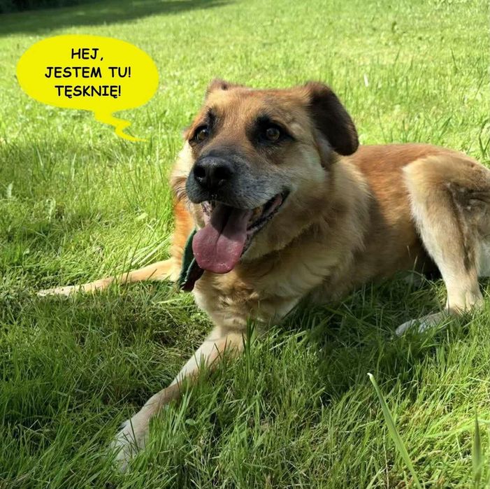 MISIO psi ideał nigdy nie miał domu odmień jego los pokochaj go