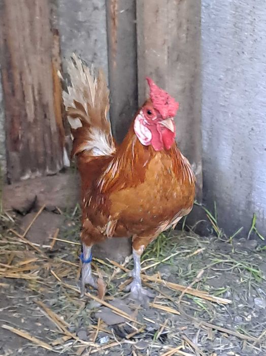 Kogut bantamki..
