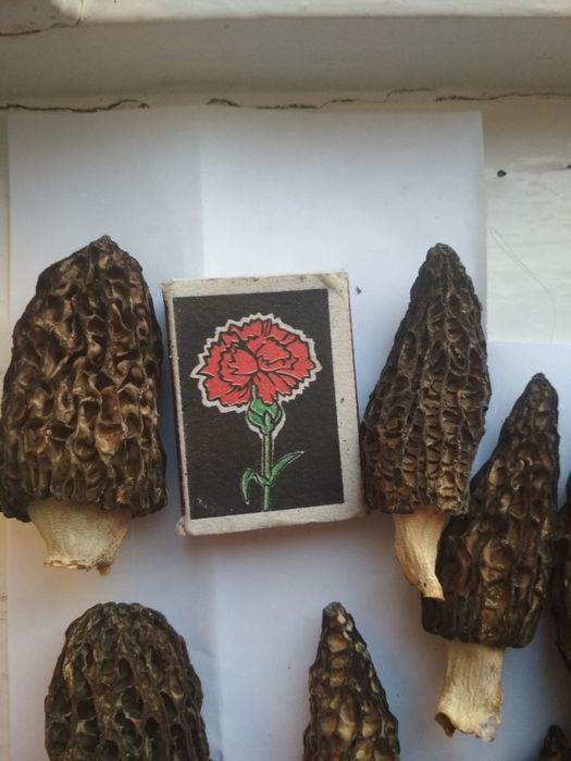 Сморчки Morchella conica 2025