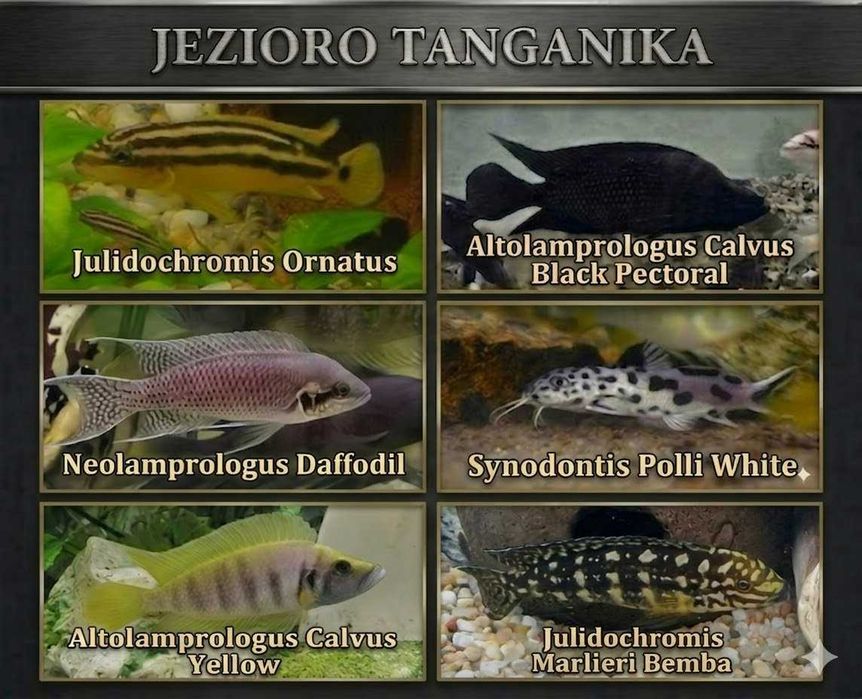 Tanganika Toruń , Hodowla Pyszczaków Toruń