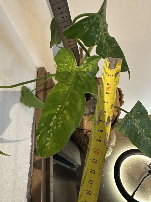Філодендрон  Philodendron  Lime Fiddle