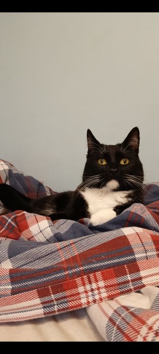 Kocur wykastrowany z wyposażeniem