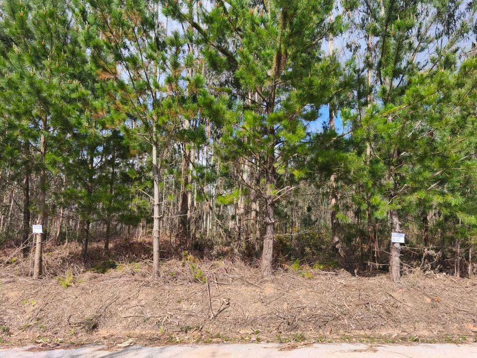 Prédio rústico - Pinhal e mato