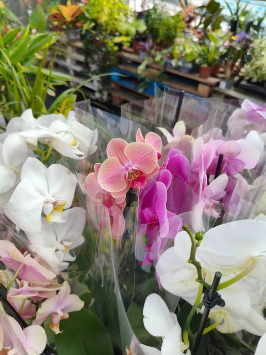 Orquídea Phalaenopsis - planta em vaso