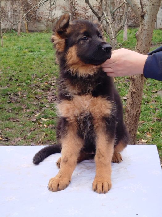 Дівчата Німецької вівчарки