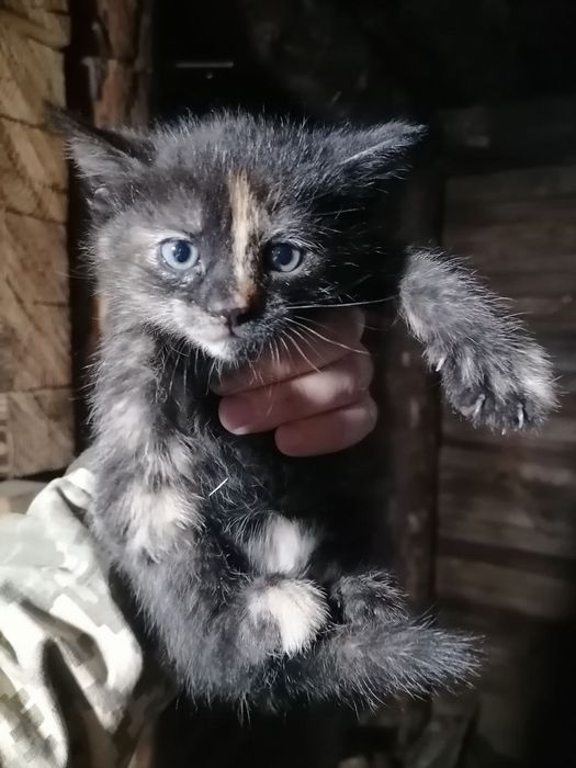 Кошенята безкоштовно