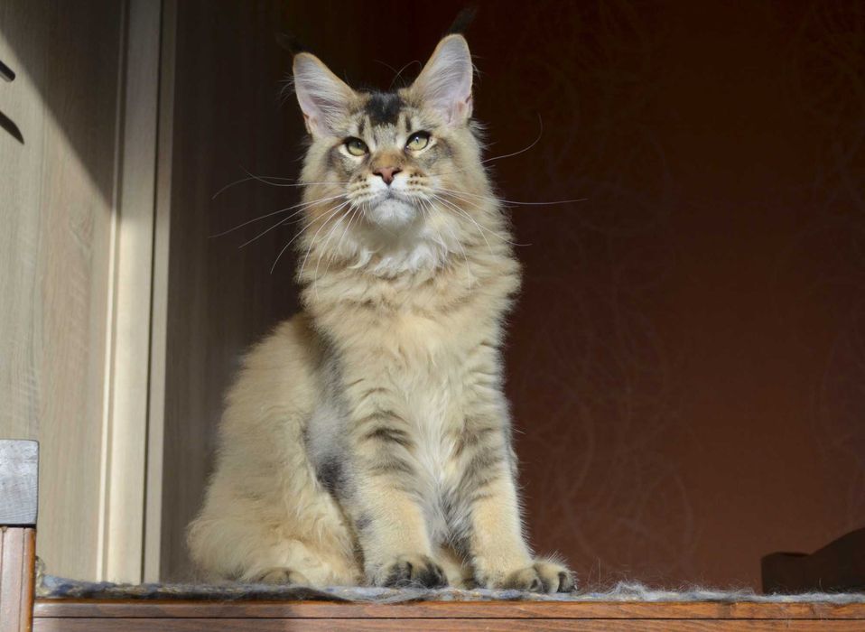 Золотко! Мальчик мейн кун.