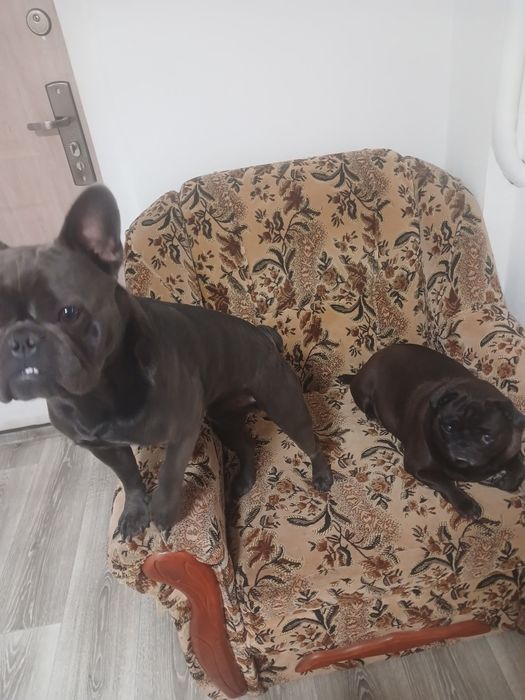 Перетримка собак до 12 кг.  Готель, догсіттер, передержка. Фото/відео