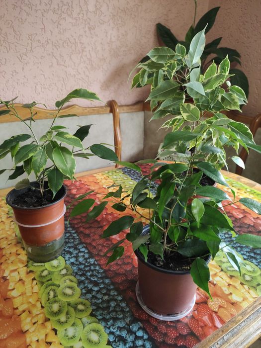 фікус кінкі-бенджаміна, висота від 40см до 60см