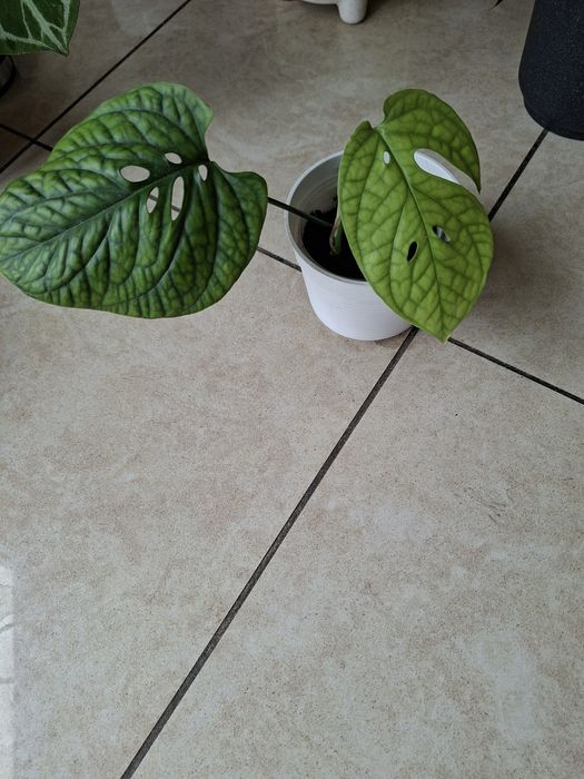 Monstera Spiderman nie variegata