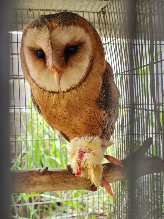 Fêmea 2025 disponível